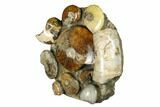 Tall, Composite Ammonite Fossil Display - Madagascar #175824-5